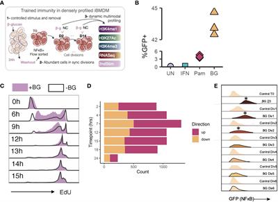 Transmission of stimulus-induced epigenetic changes through cell division is coupled to continuous transcription factor activity